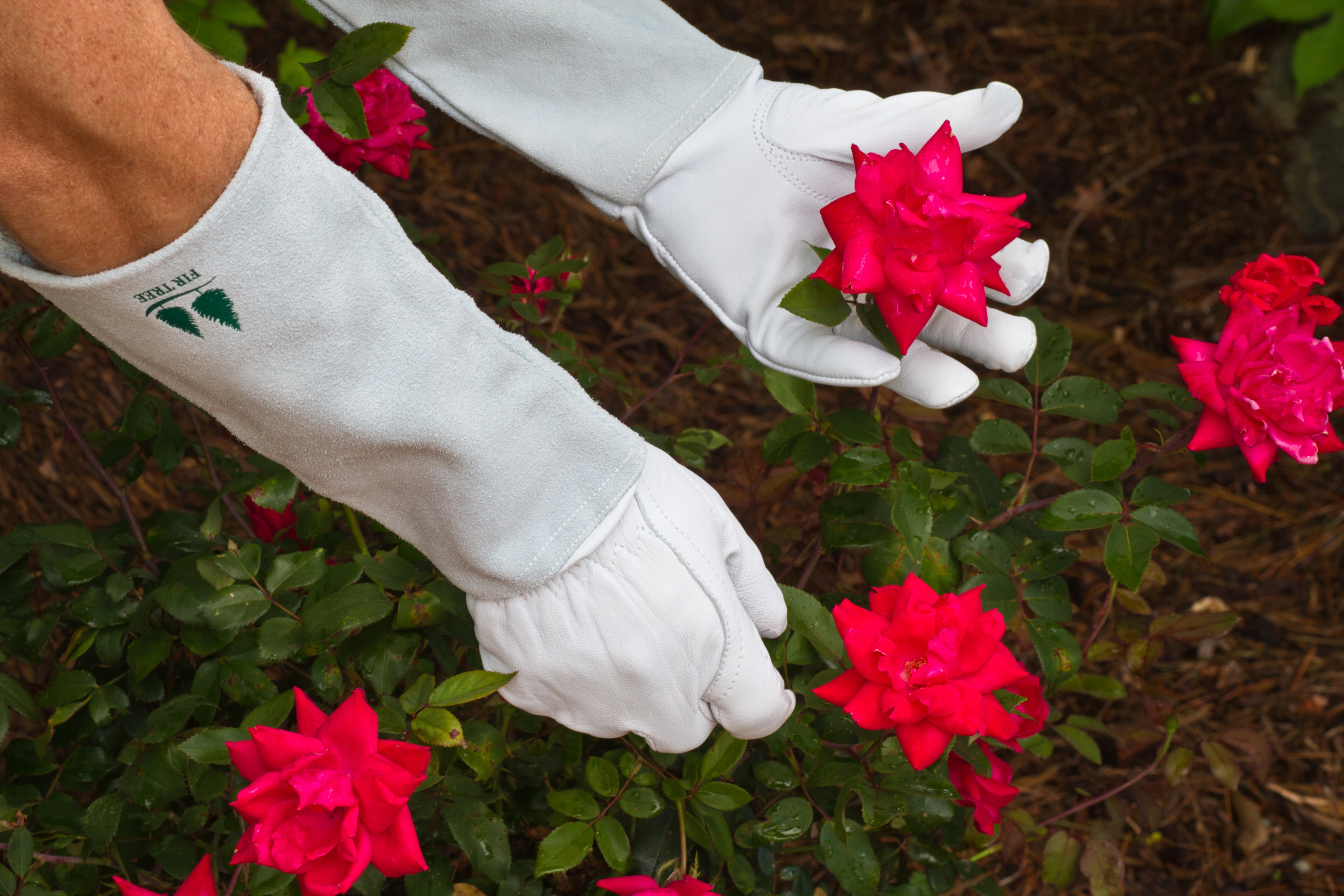 Goatskin Gauntlet Gloves are great for rose pruning