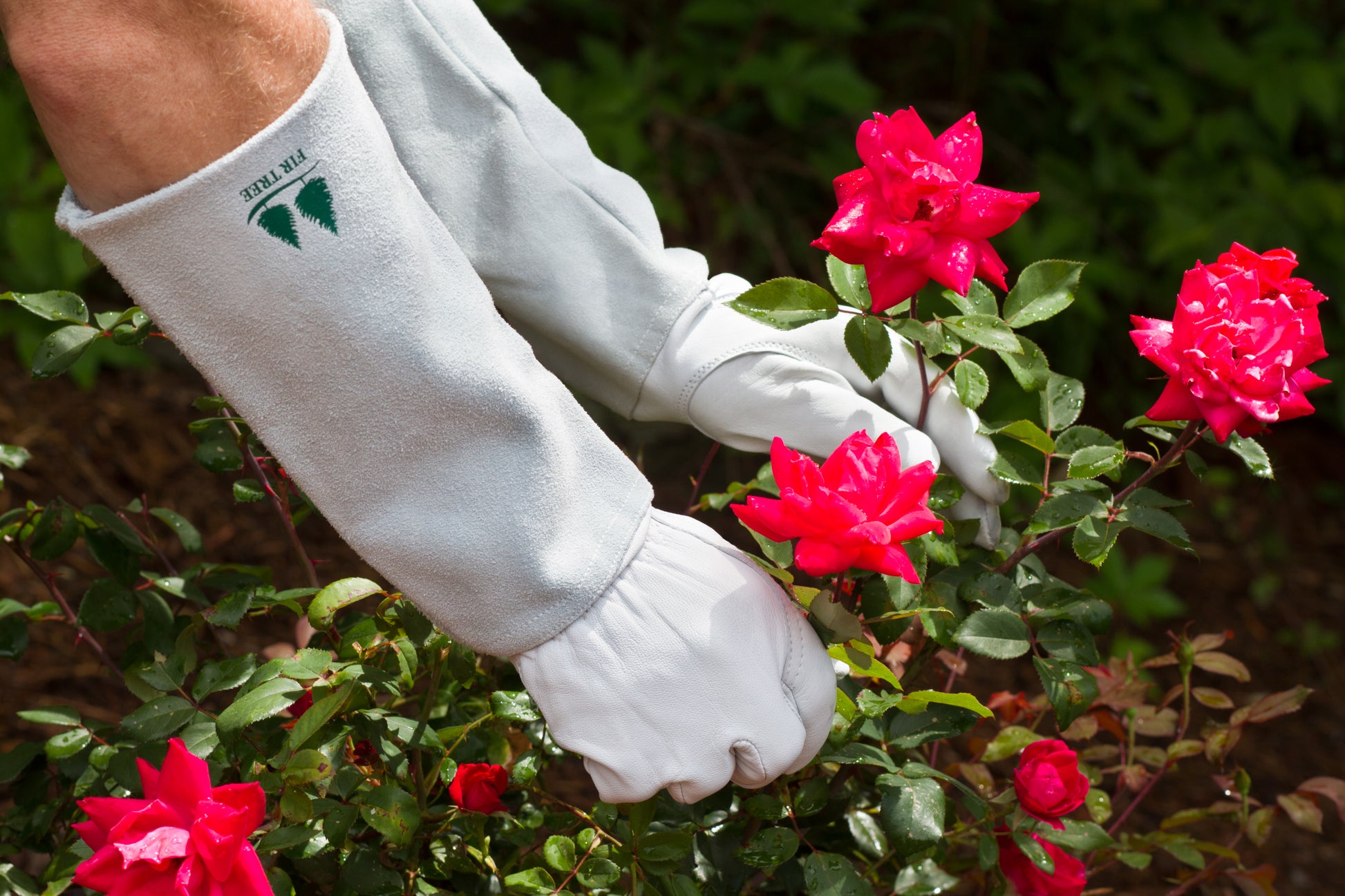 Goatskin Gardening Gloves Leather is recognized as the most protective